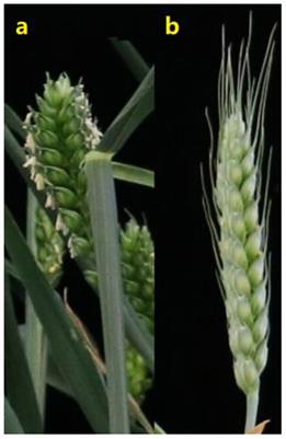 Mapping QTLs with additive and epistatic effects for awn length and their effects on kernel-related traits in common wheat